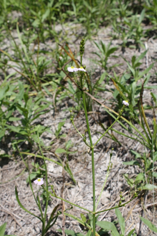 Image of Alisma plantago-aquatica specimen.