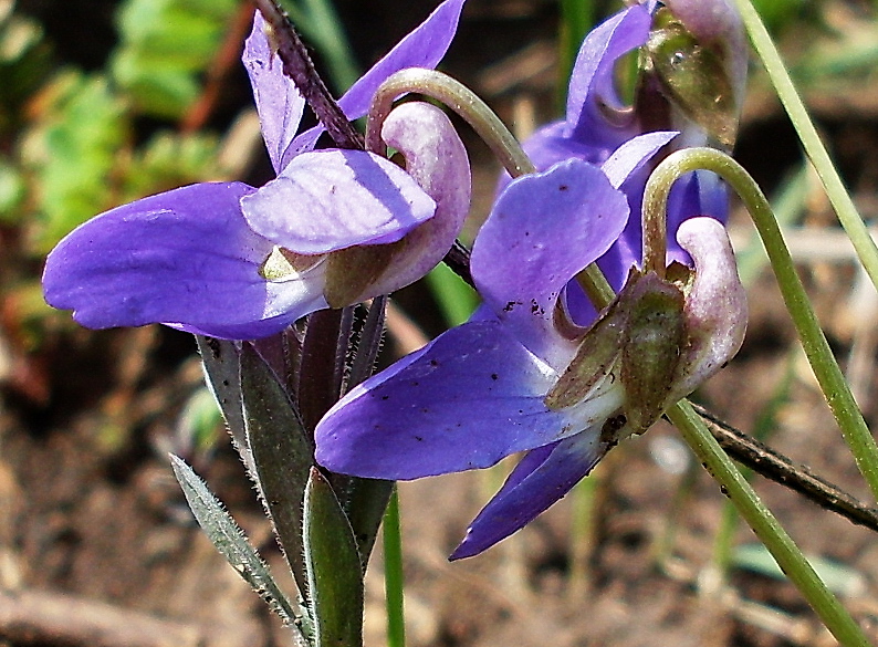 Изображение особи Viola ambigua.