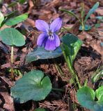 Viola odorata. Цветущее растение. Москва, Нескучный сад. 03.05.2012.