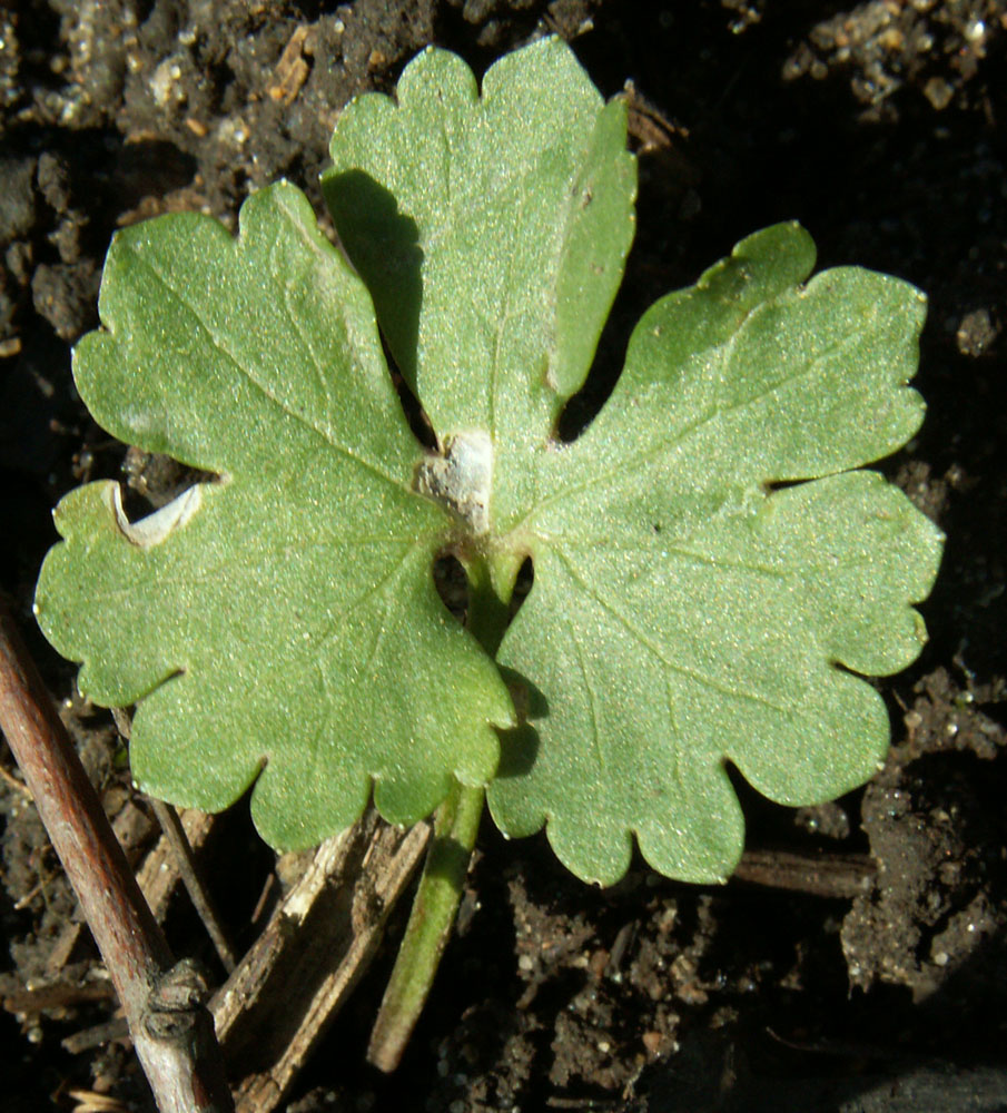 Image of Ranunculus auricomus specimen.