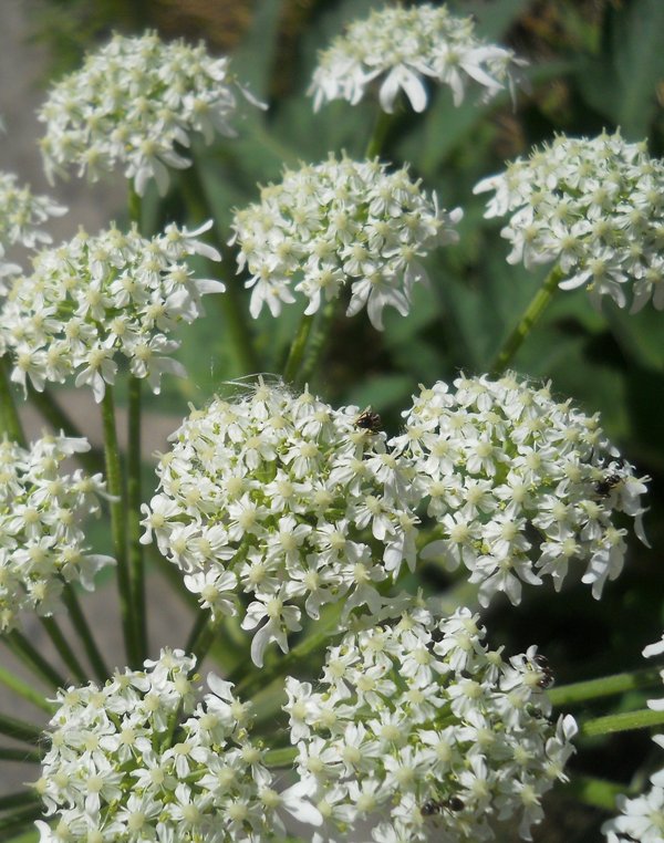 Image of Heracleum dissectum specimen.