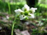 Moneses uniflora