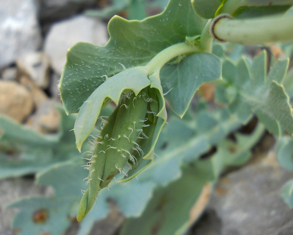 Image of Glaucium flavum specimen.