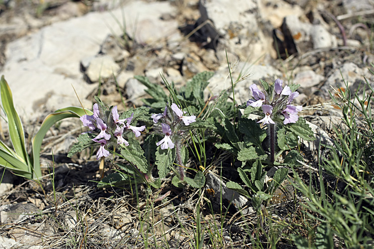 Image of Phlomoides boraldaica specimen.