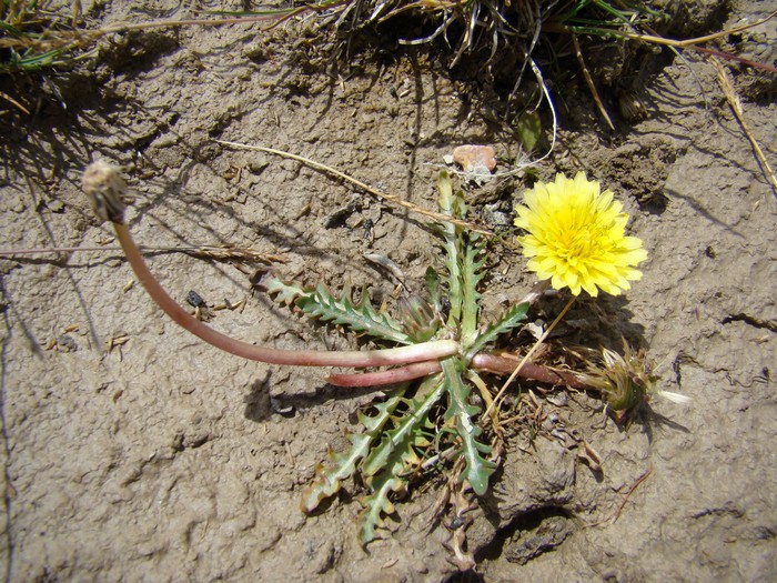 Изображение особи род Taraxacum.