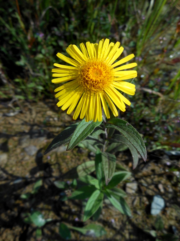 Изображение особи Inula japonica.