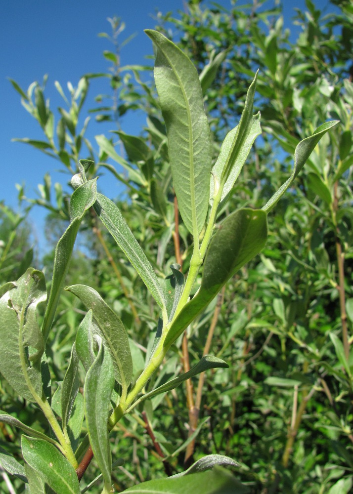 Image of Salix gmelinii specimen.