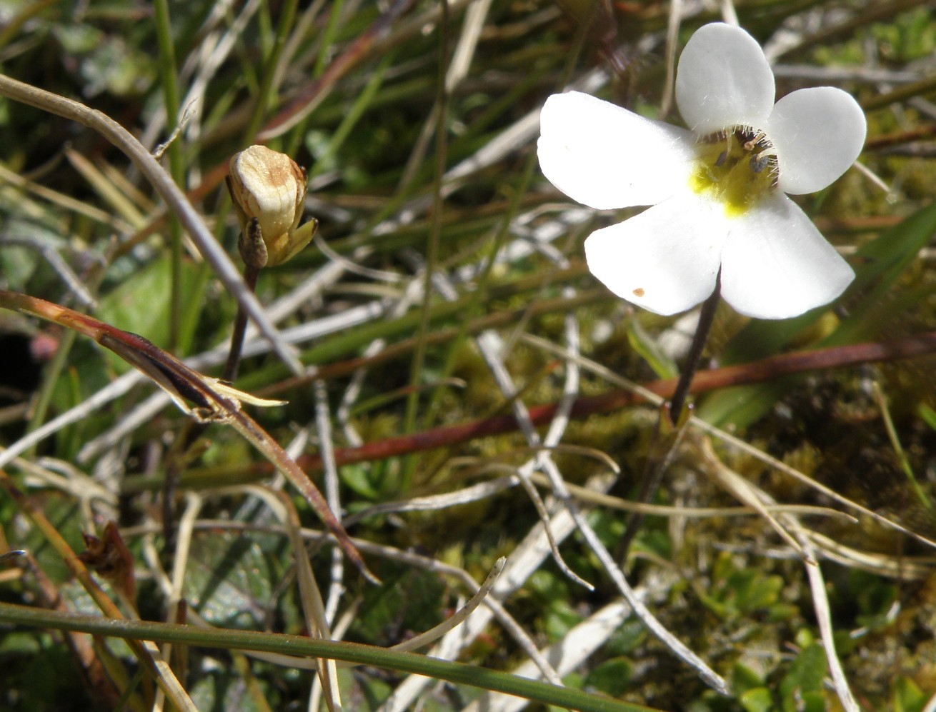 Image of Ourisia caespitosa specimen.