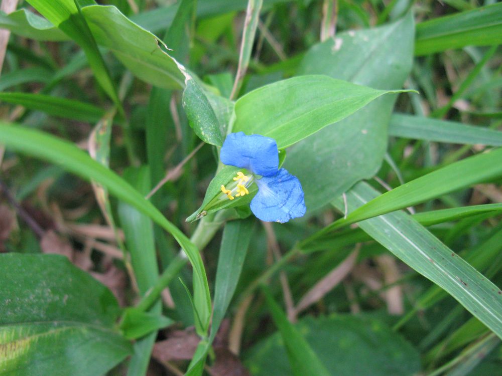 Image of Commelina communis specimen.