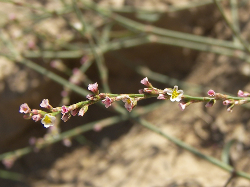 Изображение особи Polygonum patulum.