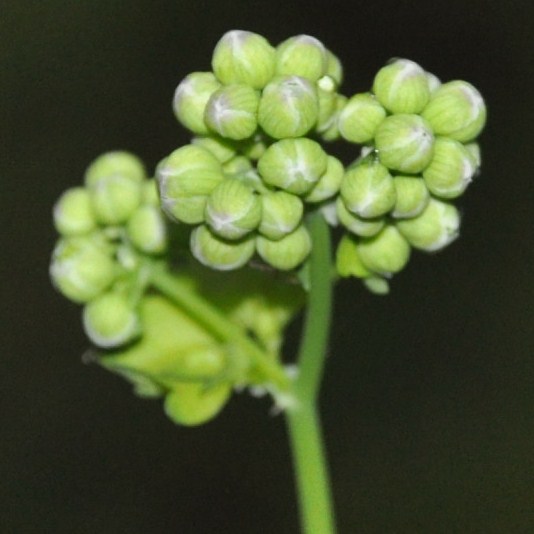 Image of Thalictrum aquilegiifolium specimen.