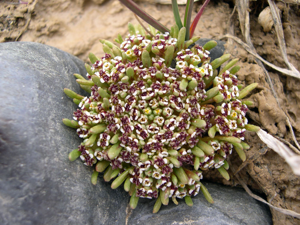 Image of Dilophia salsa specimen.