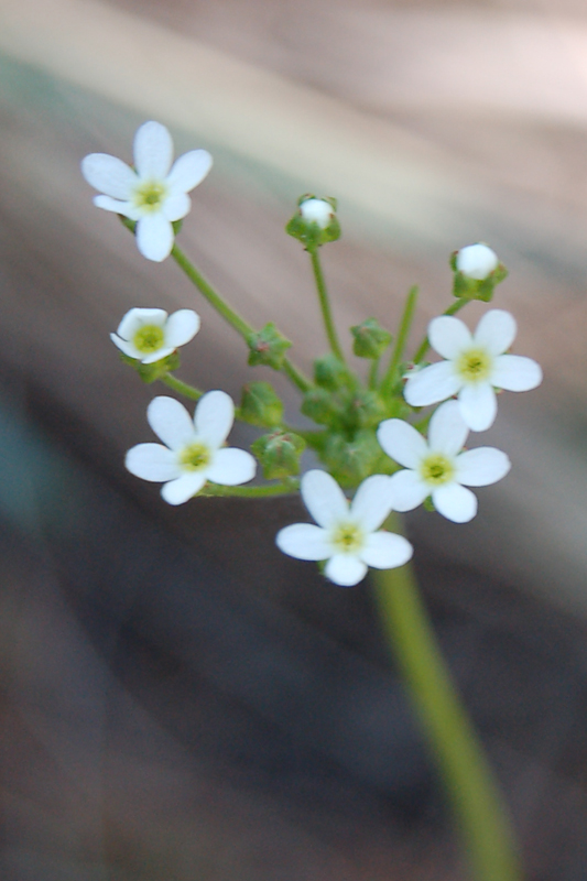 Image of Androsace septentrionalis specimen.