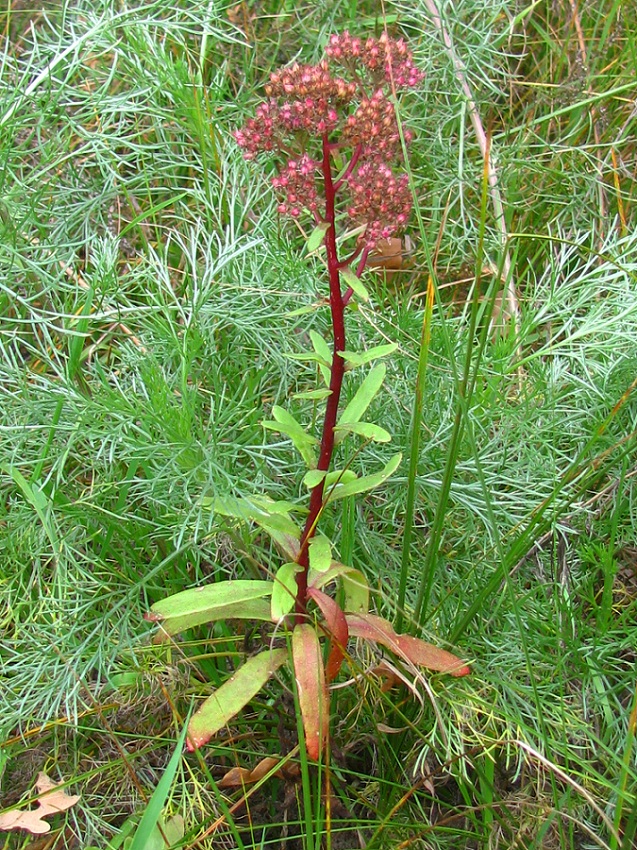 Изображение особи Hylotelephium triphyllum.