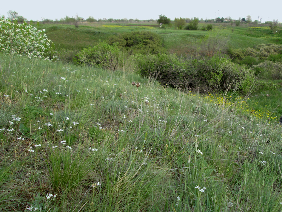 Image of Ornithogalum kochii specimen.