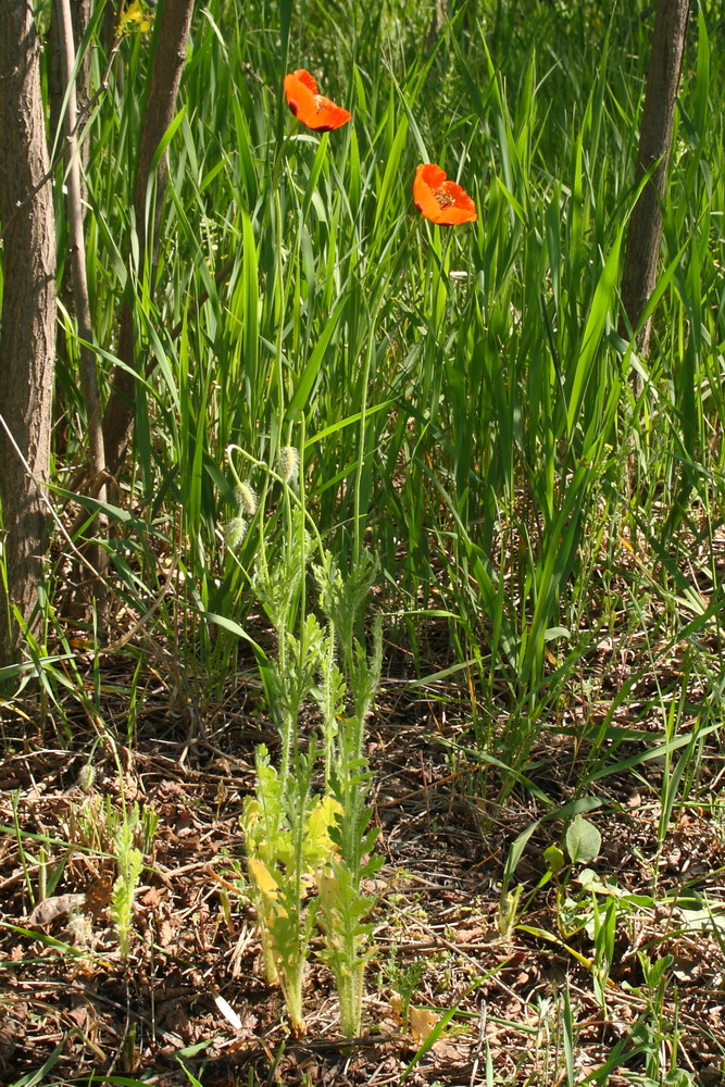 Image of Papaver stevenianum specimen.