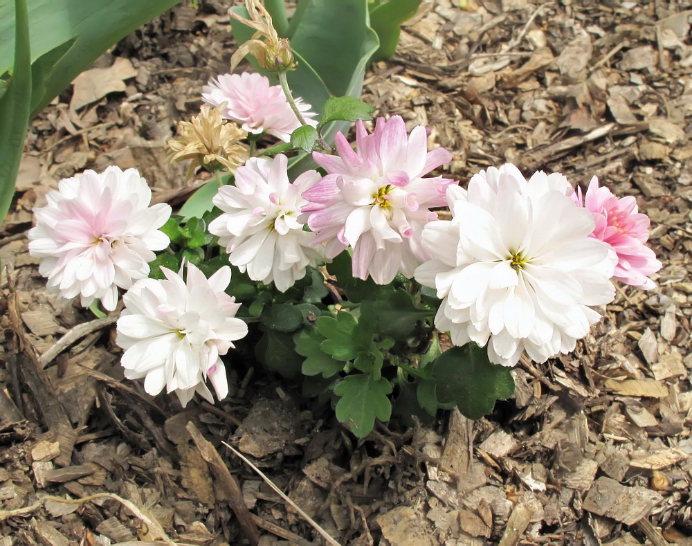 Image of genus Chrysanthemum specimen.