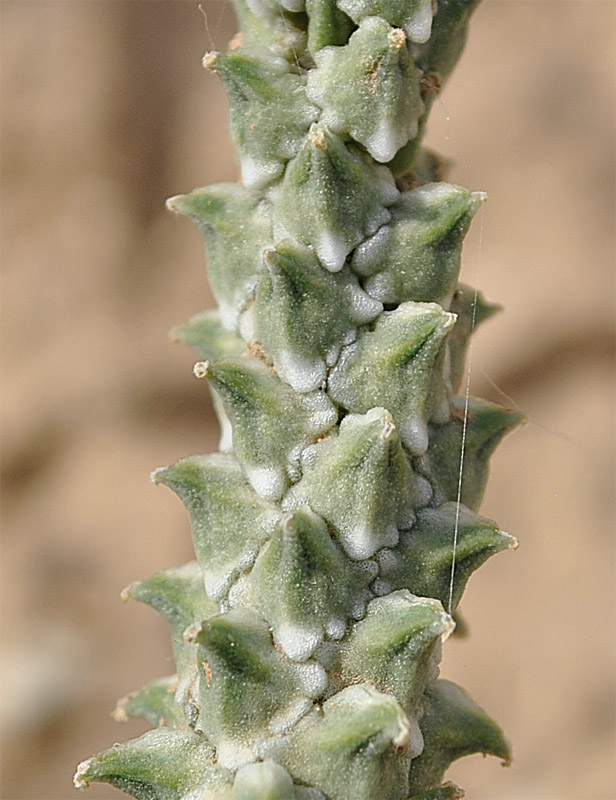 Image of Adonis bienertii specimen.