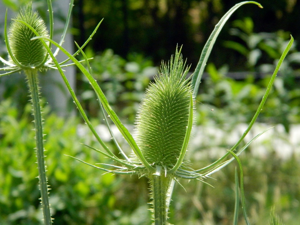 Изображение особи Dipsacus fullonum.