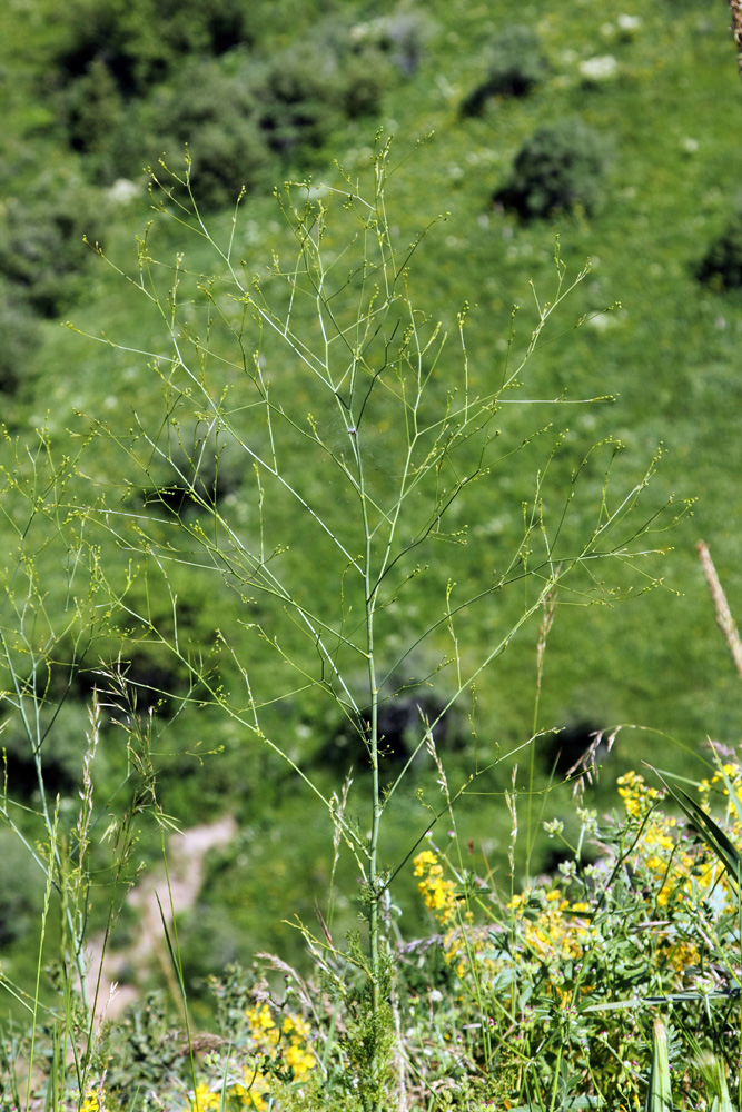 Image of Elaeosticta transitoria specimen.