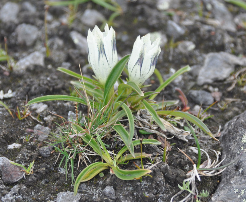 Изображение особи Gentiana algida.