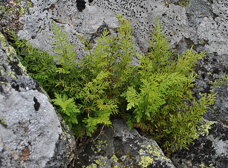 Image of Cryptogramma crispa specimen.