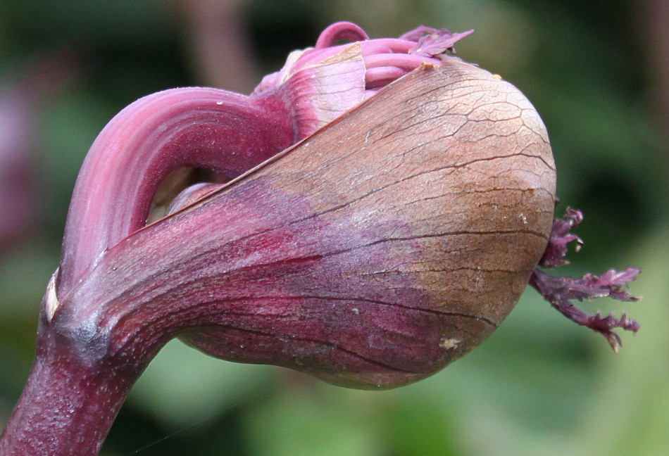 Изображение особи Angelica gigas.