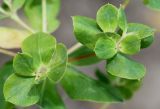 Euphorbia palustris. Соцветия. Германия, г. Krefeld, Ботанический сад. 06.08.2013.