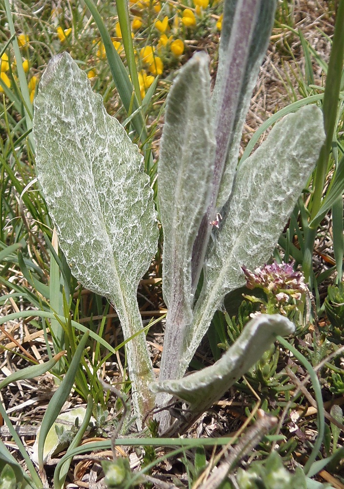 Изображение особи Tephroseris jailicola.