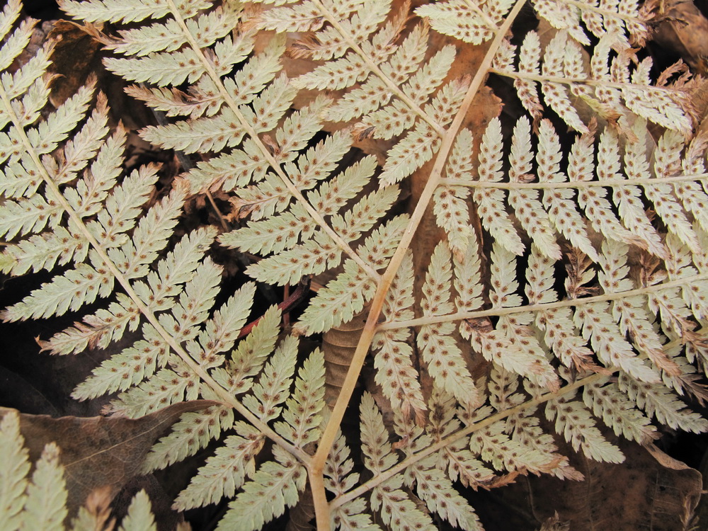 Image of Athyrium monomachii specimen.