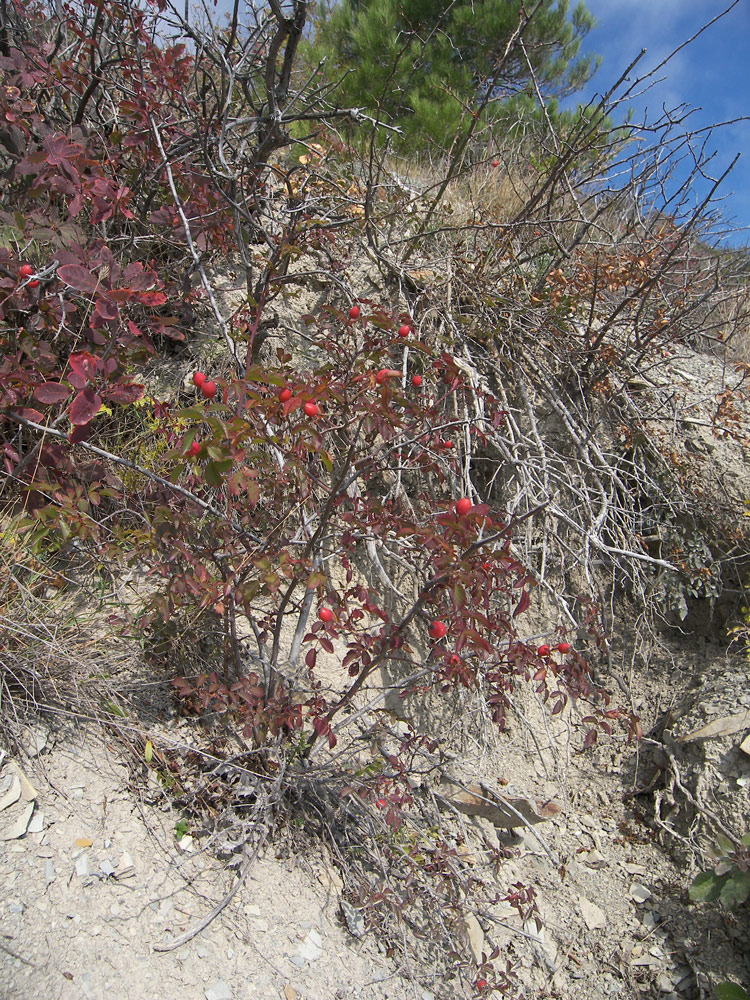 Image of Rosa biebersteiniana specimen.