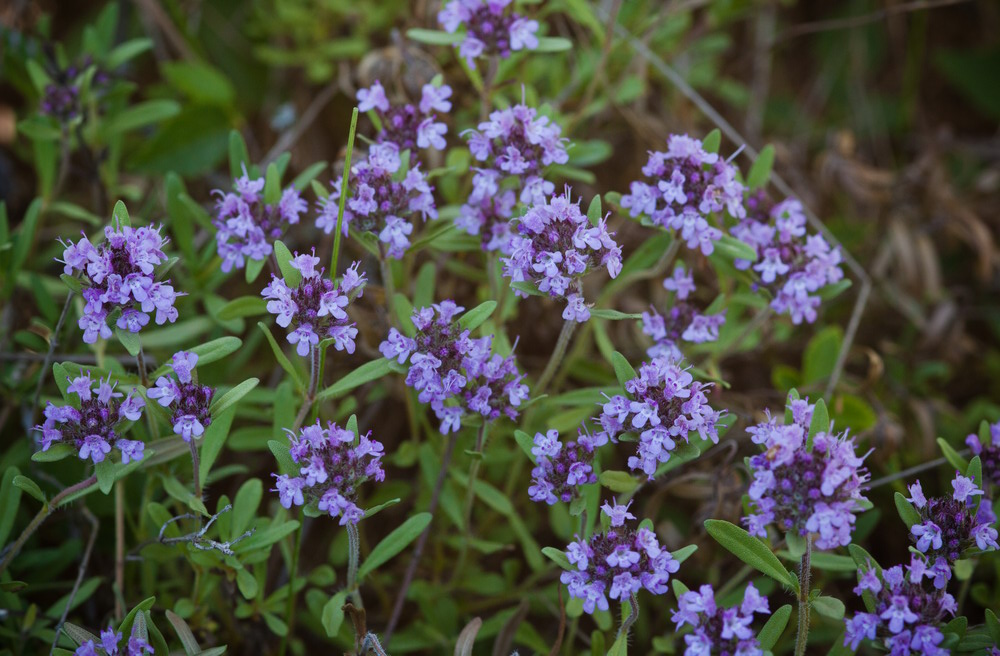 Изображение особи род Thymus.