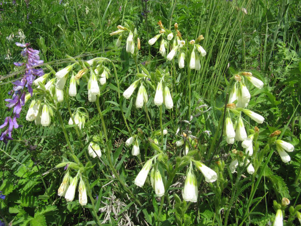 Image of Onosma volgensis specimen.