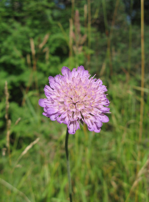 Image of Knautia arvensis specimen.