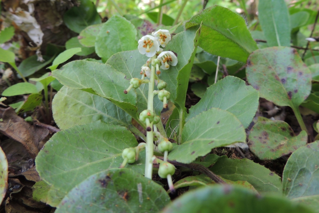 Image of Pyrola minor specimen.