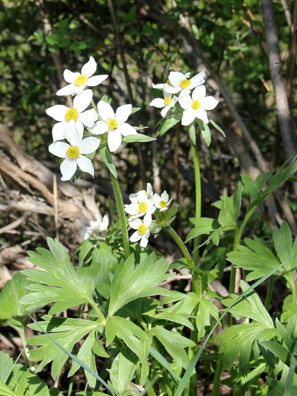 Image of Anemonastrum protractum specimen.