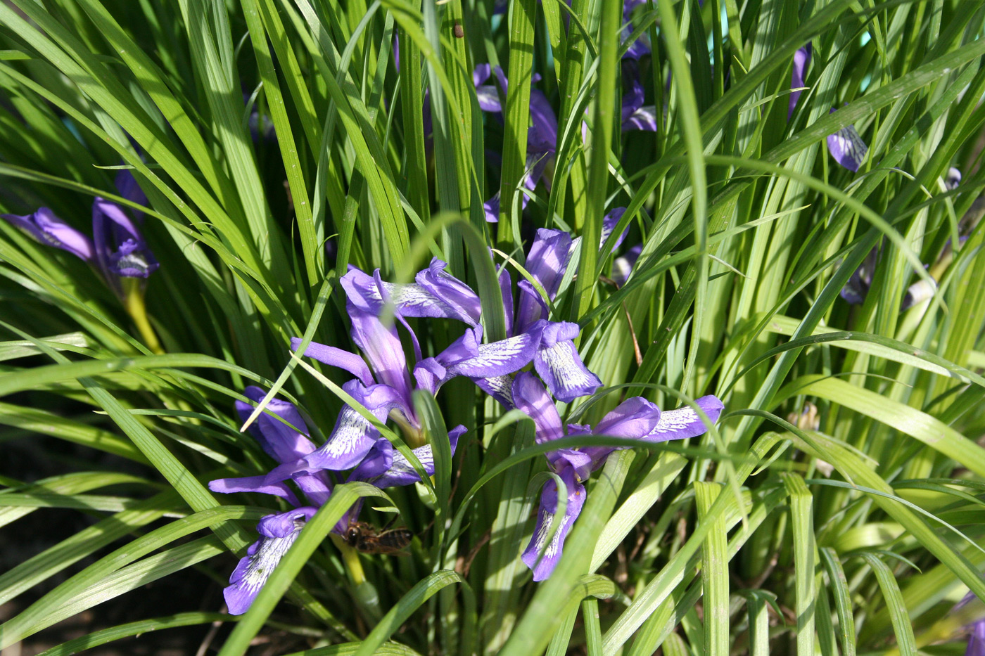 Image of Iris ruthenica specimen.