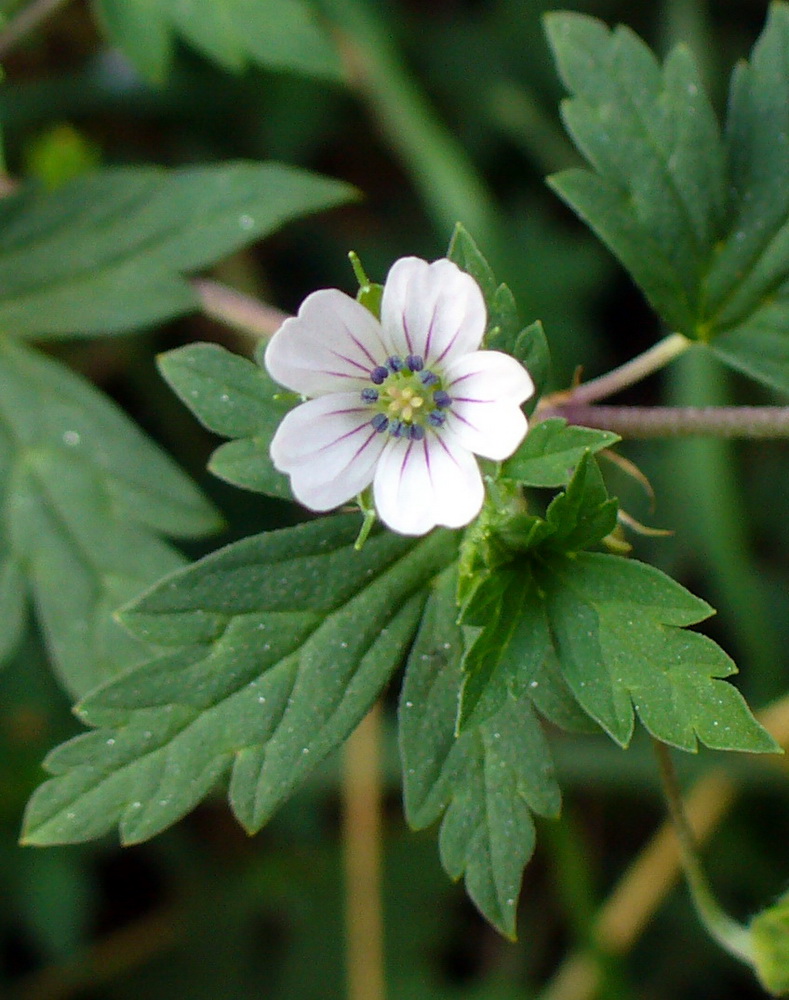 Изображение особи Geranium sibiricum.