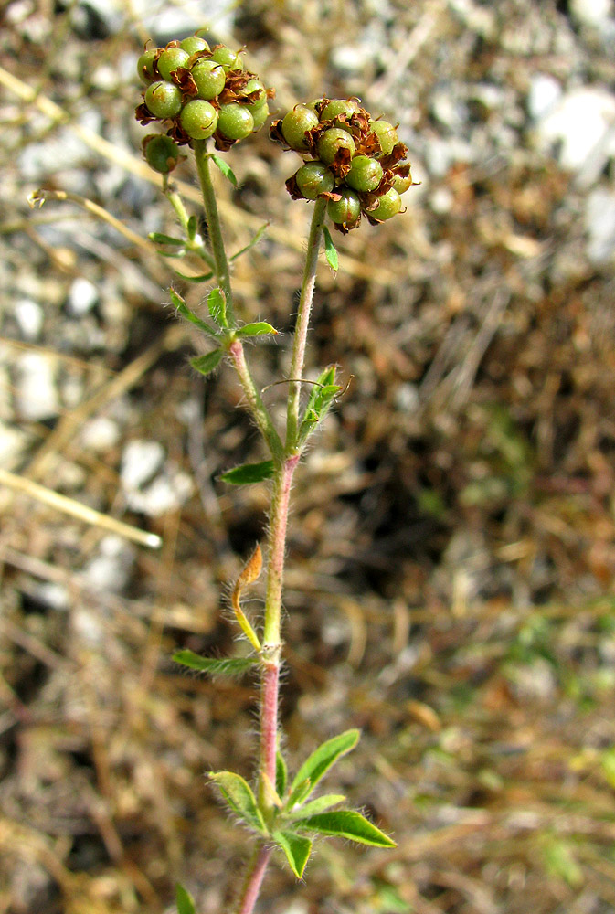 Изображение особи Dorycnium herbaceum.