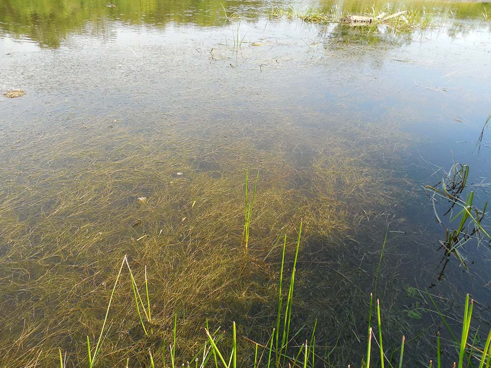 Image of genus Potamogeton specimen.