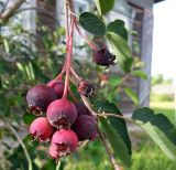 Amelanchier spicata. Верхушка побега с недозрелым соплодием. Тверская обл., Кимрский р-н, дер. Сыркино. 06.07.2014.