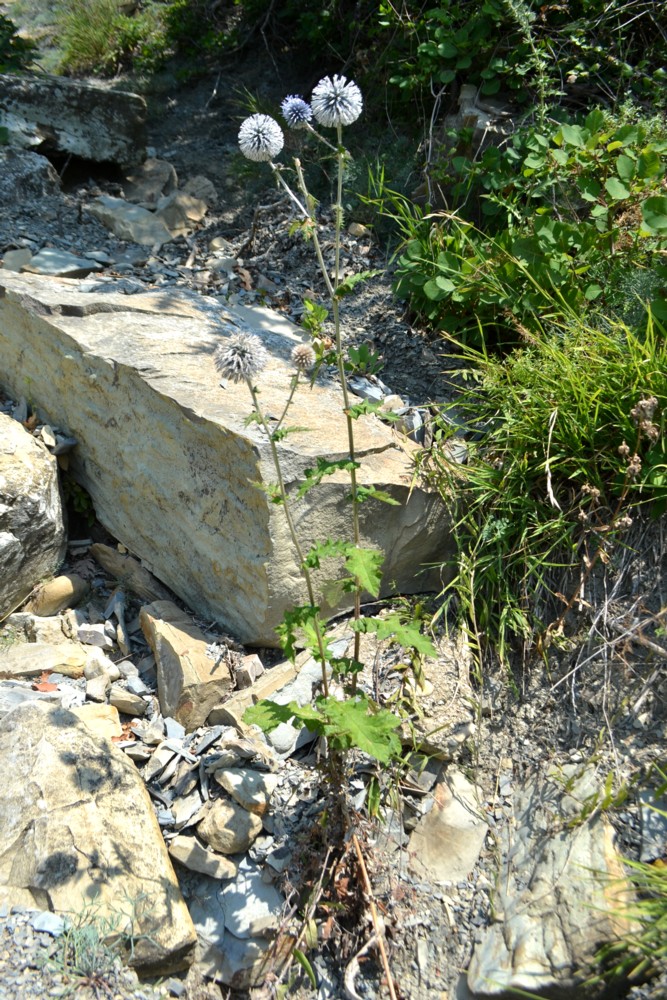 Image of Echinops galaticus specimen.