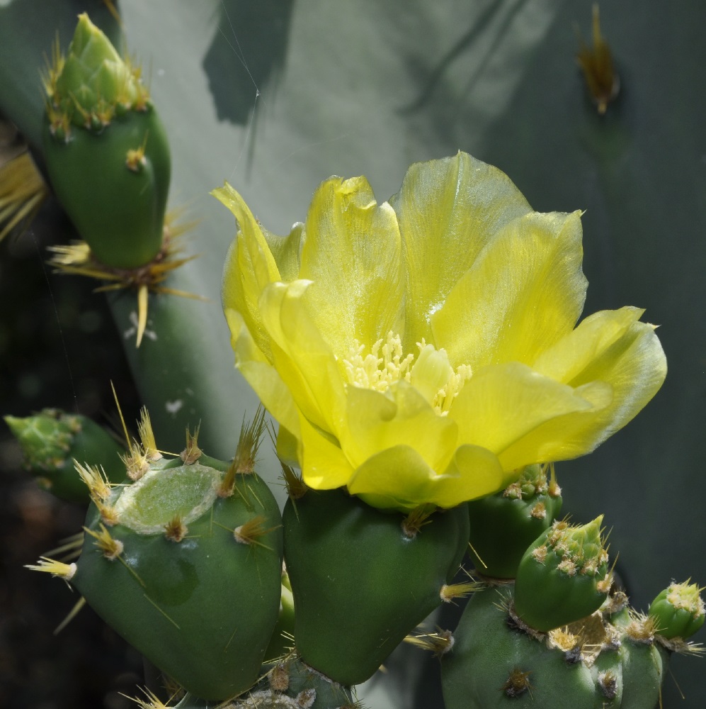 Image of genus Opuntia specimen.