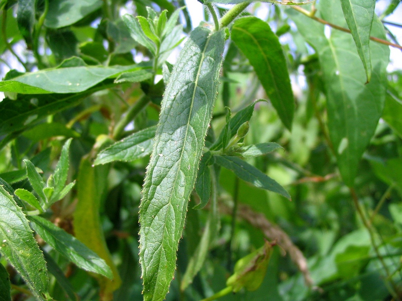 Изображение особи Epilobium hirsutum.