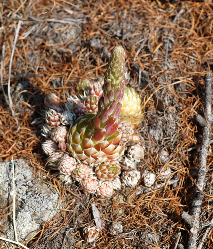 Image of Orostachys spinosa specimen.