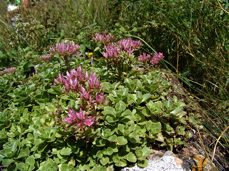 Image of Sedum spurium specimen.