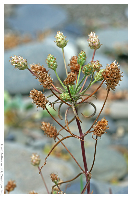 Image of Plantago arenaria ssp. orientalis specimen.