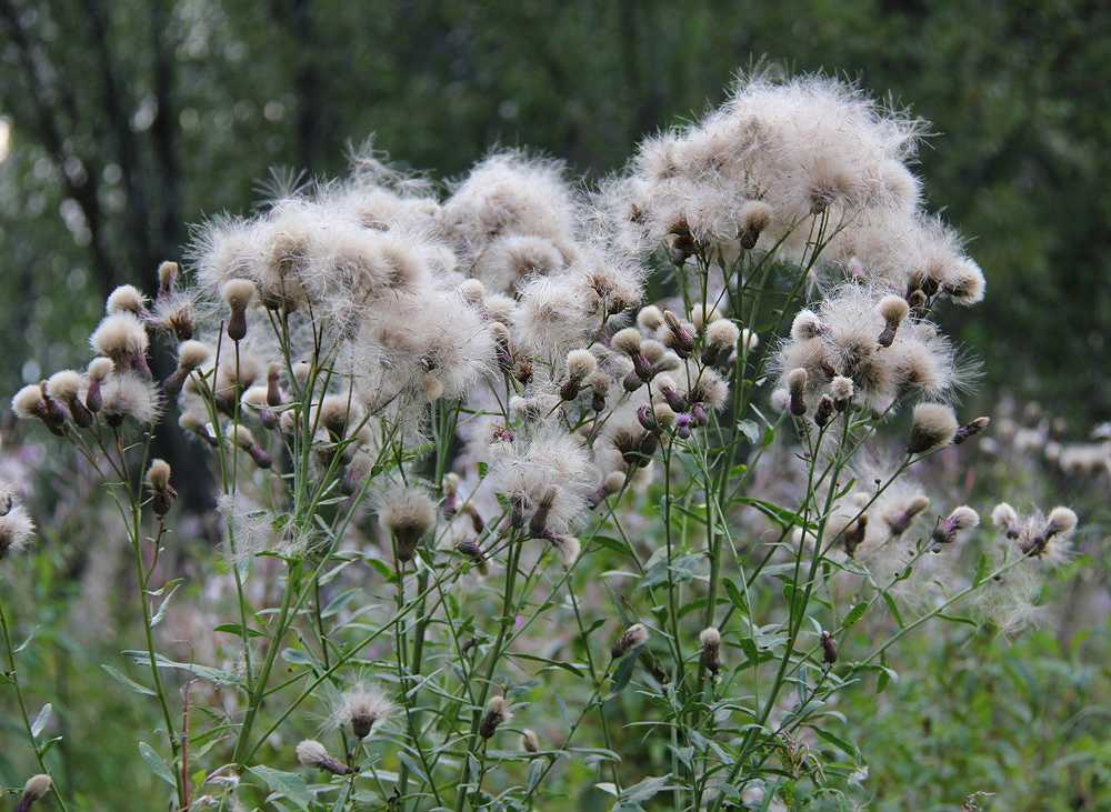 Изображение особи Cirsium setosum.