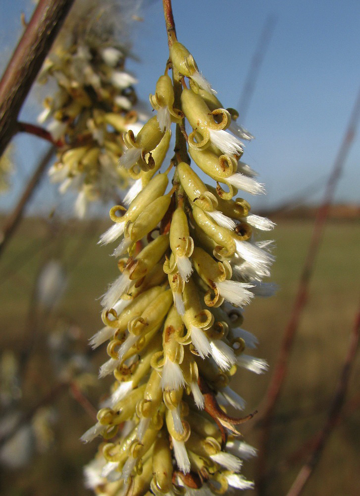 Image of Salix pentandra specimen.