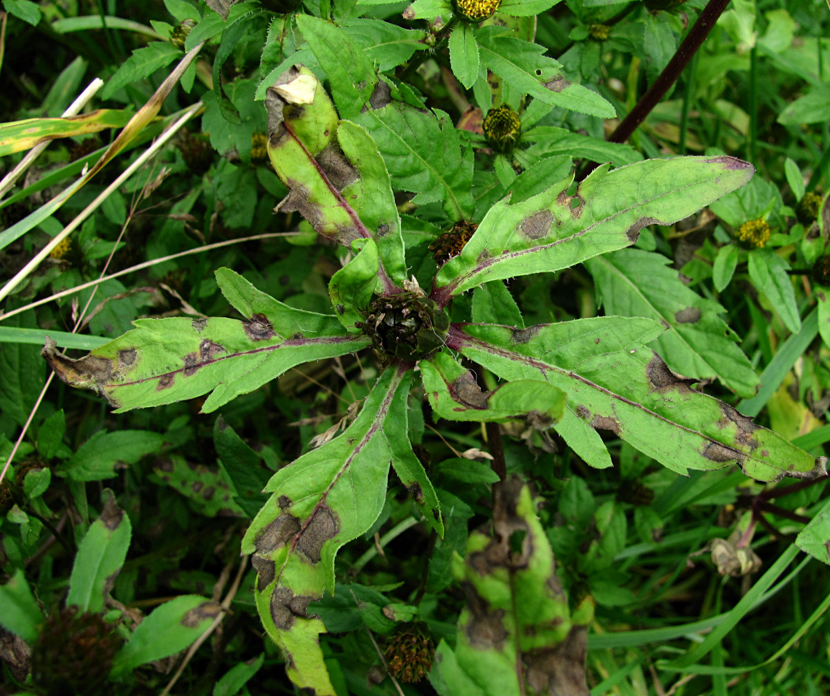 Image of Bidens tripartita specimen.